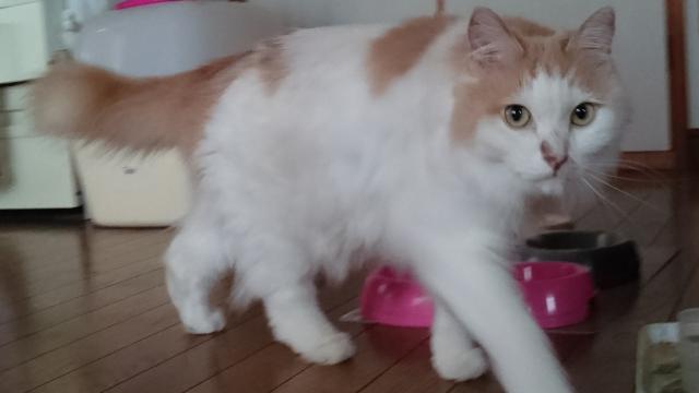 ニコル
