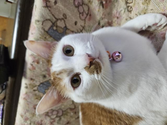 しろ