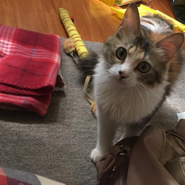 きなこ