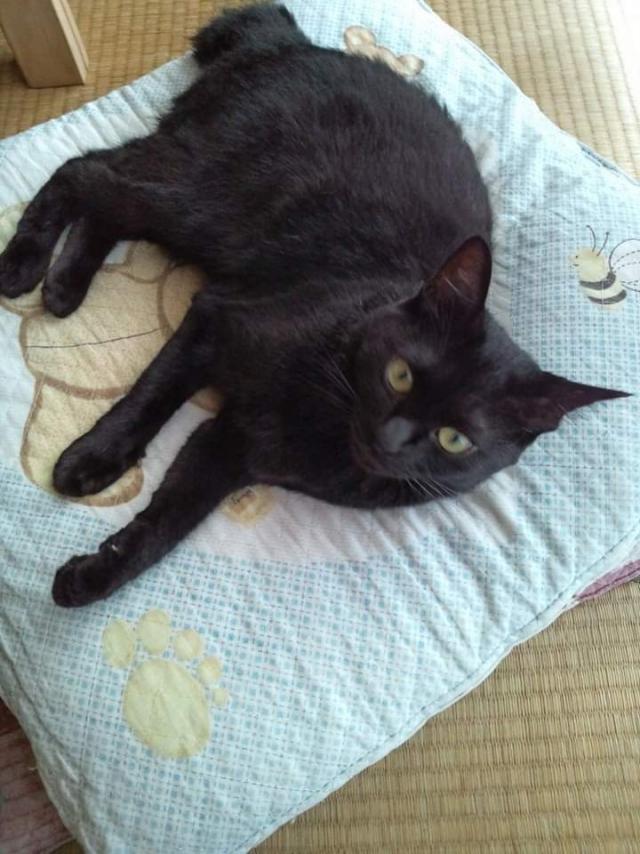 ジジ