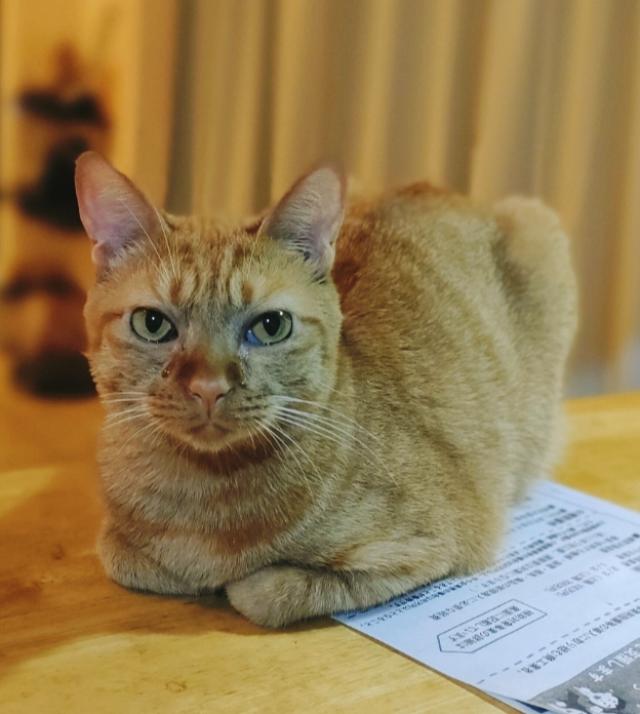 みゃー