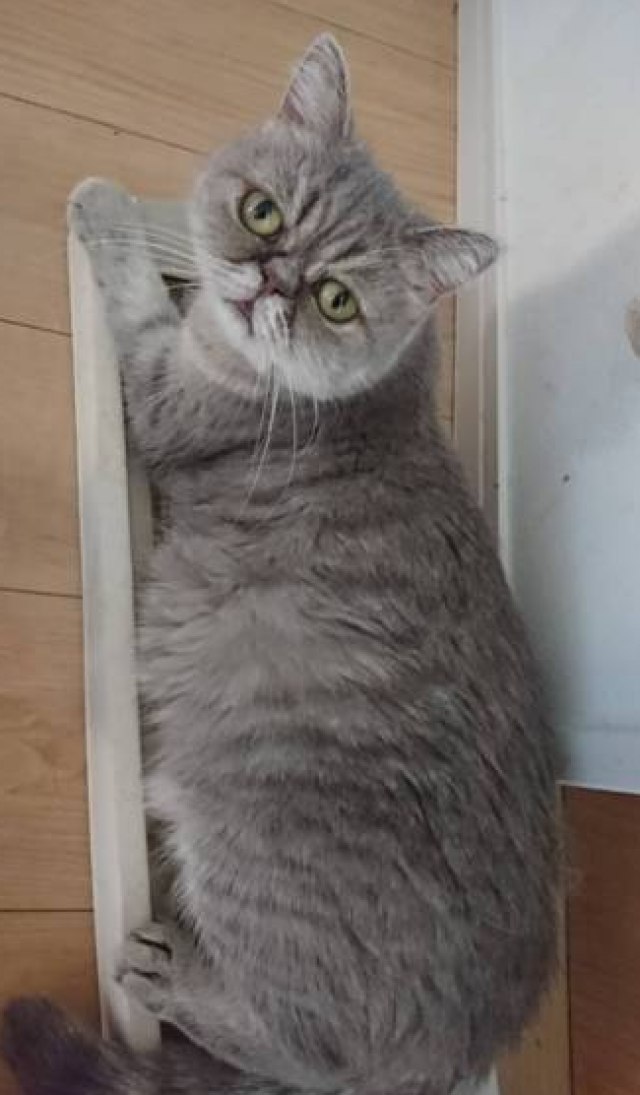 しずく