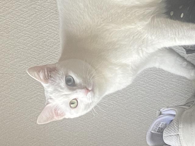 はも