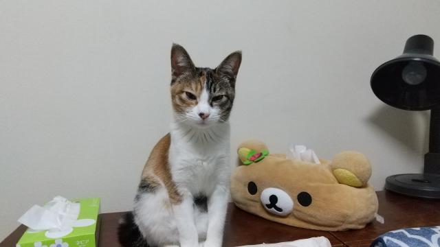 ミー