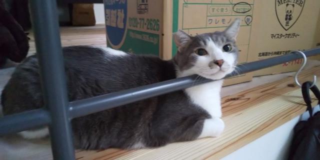 ミオ
