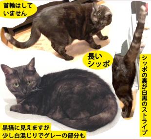 おちび