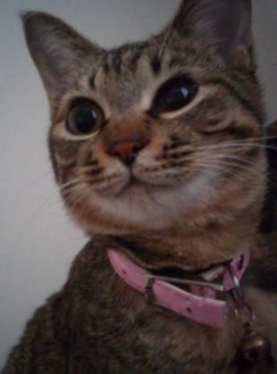 めろ