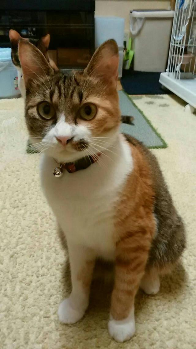 みつば
