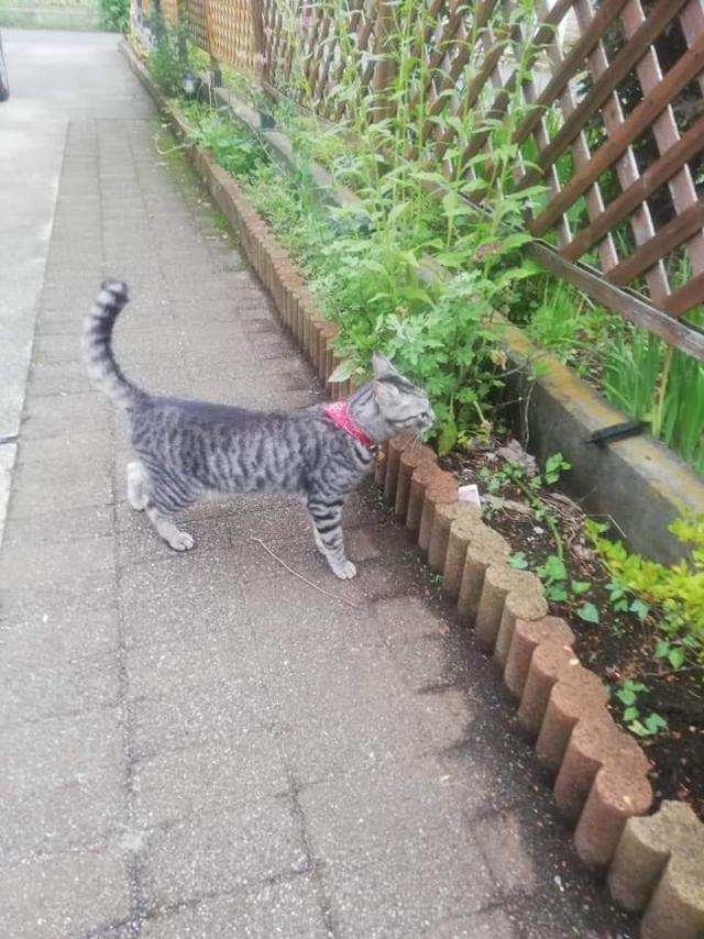 レオ
