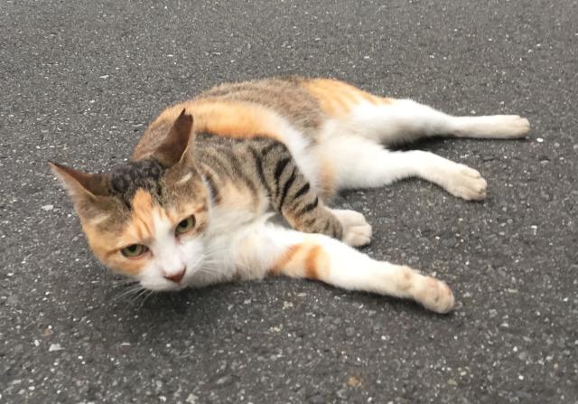 サクちゃん