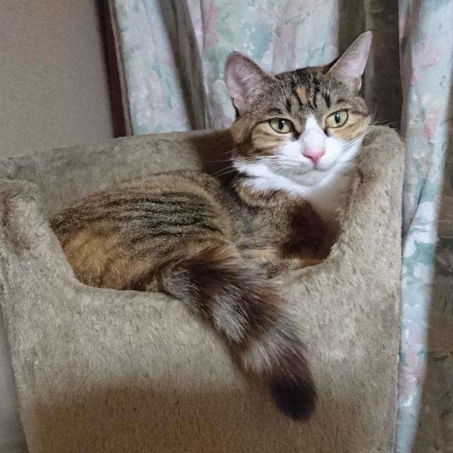 ルナ