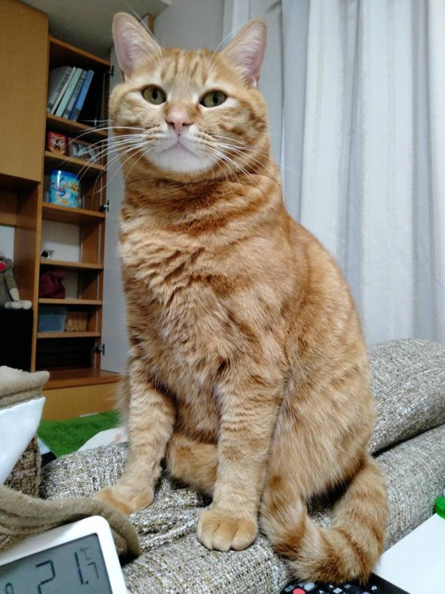 あずき