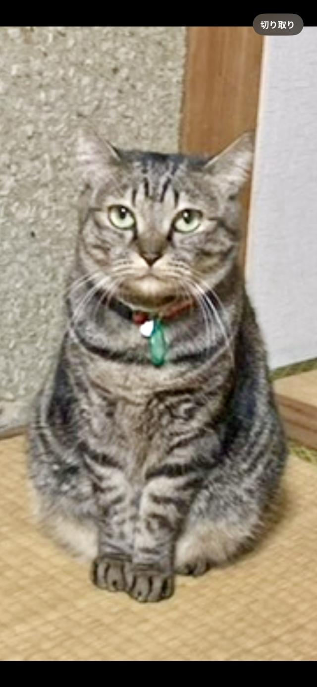モカ