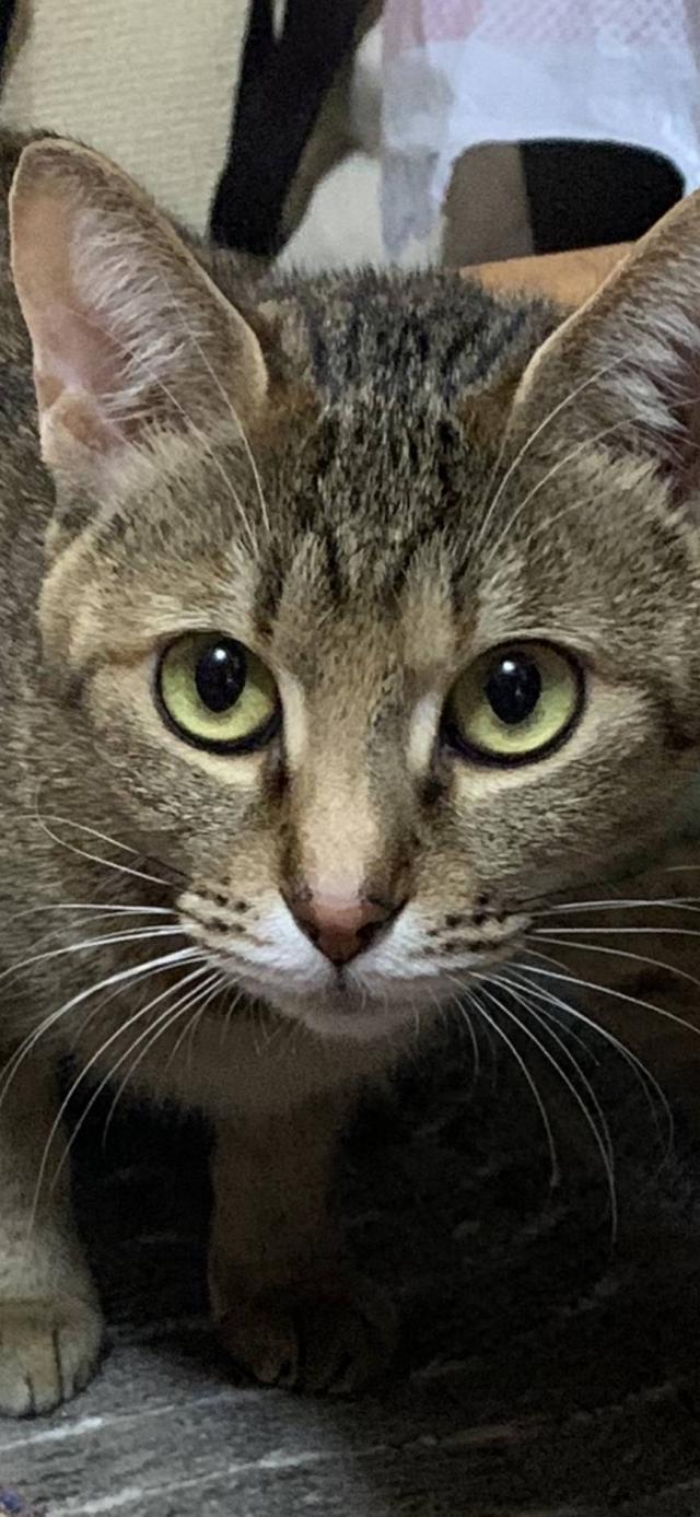 ぼんぼ