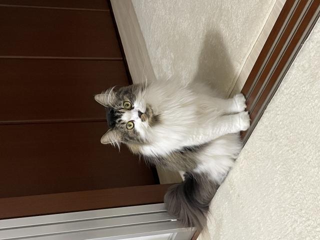 てん