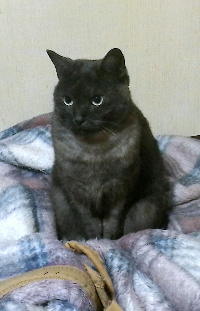 はん
