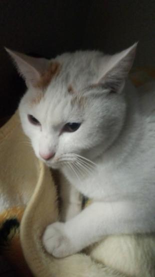 あんず