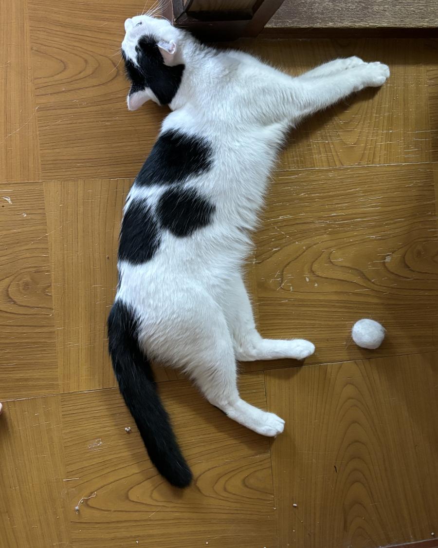 こごろう