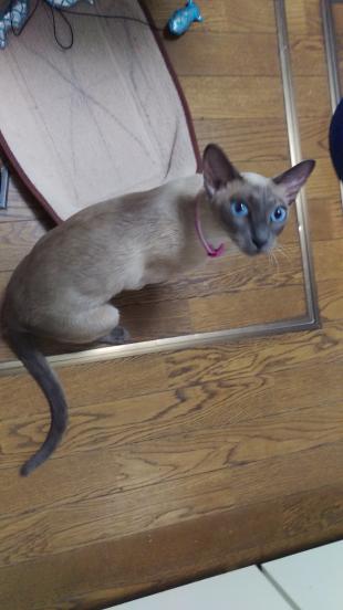 フィオ