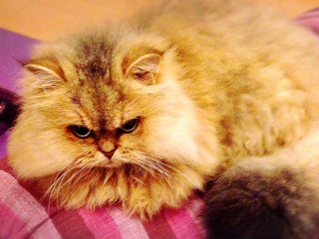 うぶちゃん