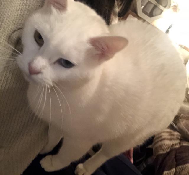 ゆき