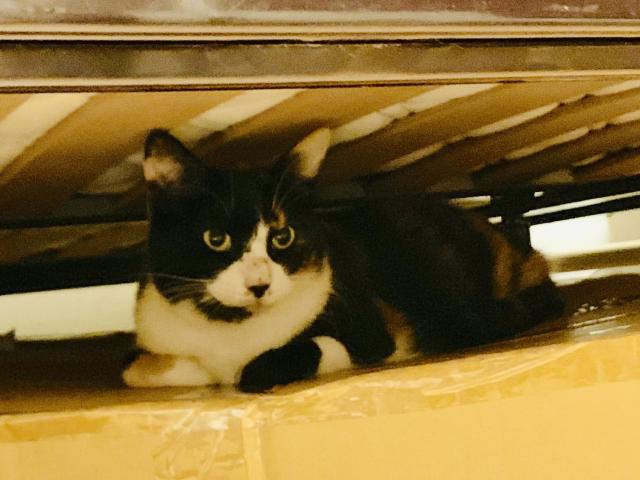 珊瑚サンゴ