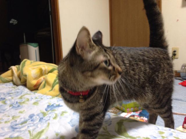 ラン