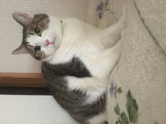 シャケ