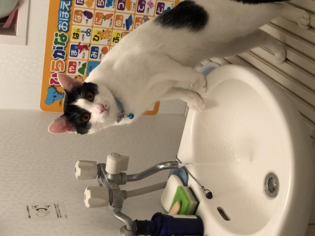 みけ