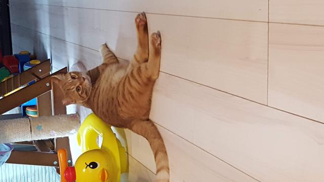 ちゃこ