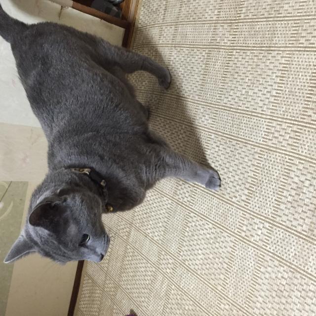 コンラッド