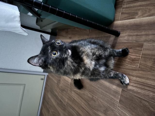 ジル