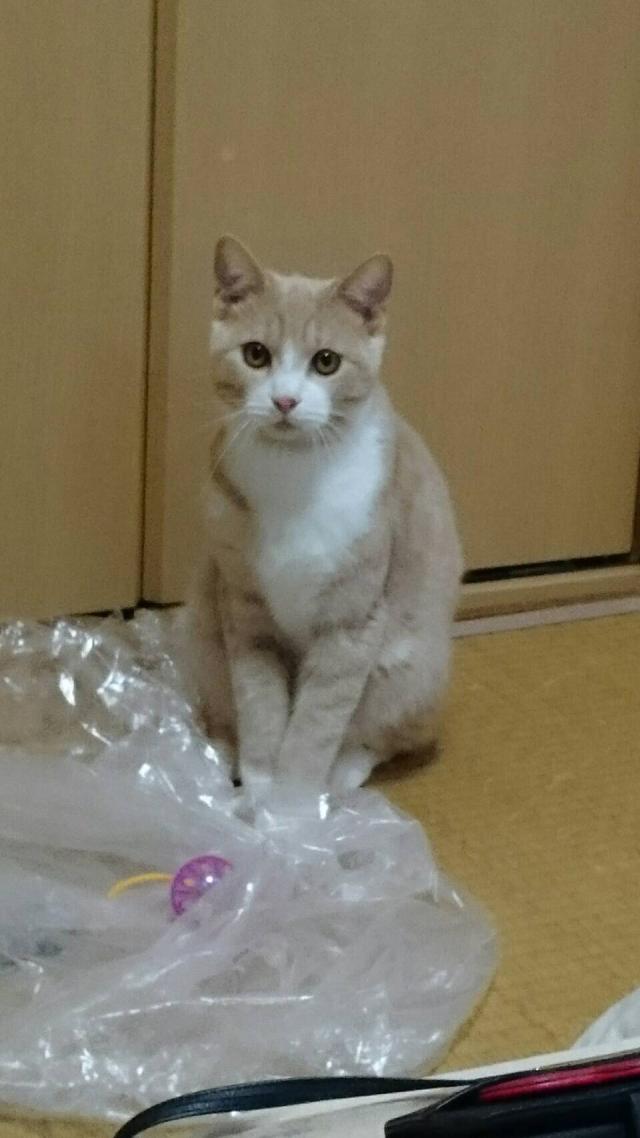 たたみ