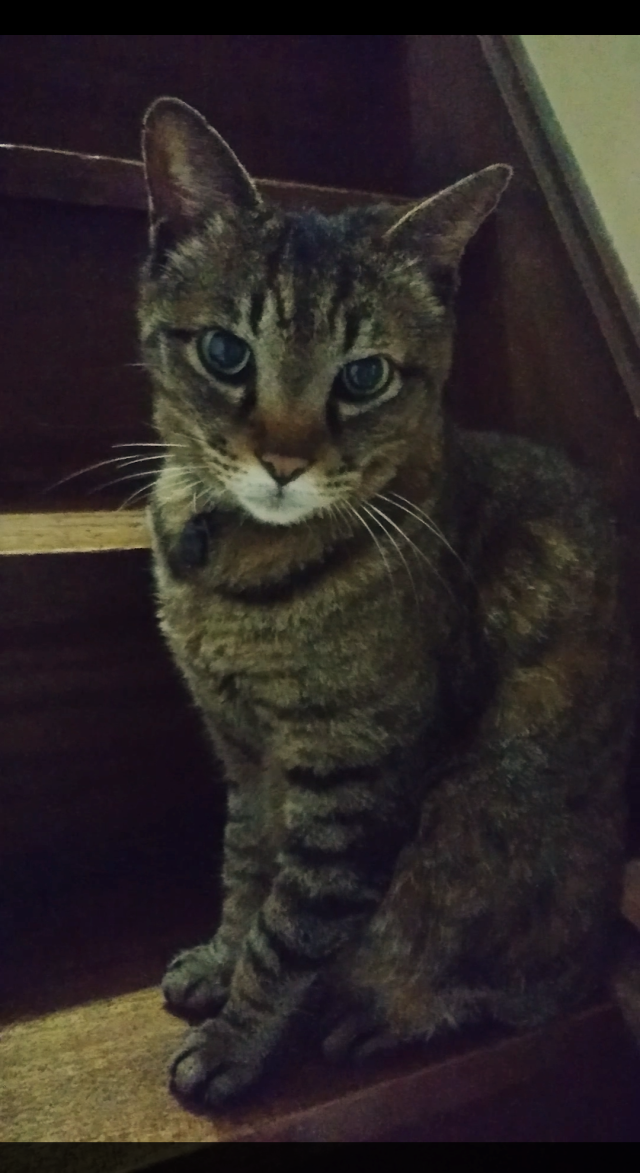 トラ