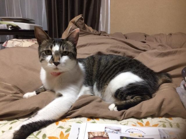 ニャーチ
