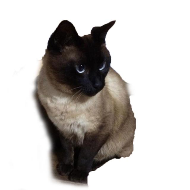 たぬき