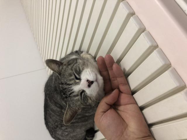 エル君