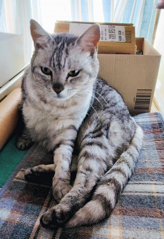 ミー（チコ）