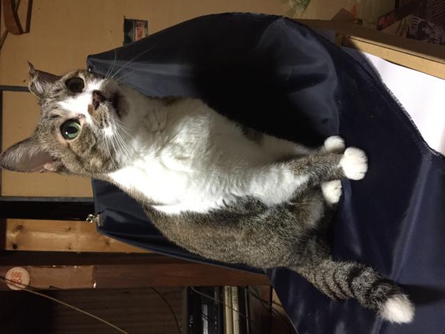 福助