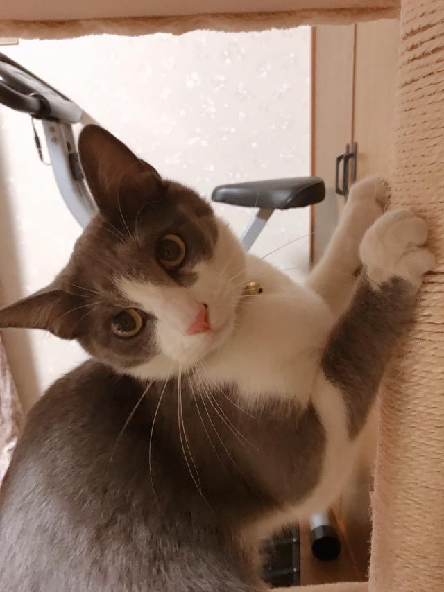 ふうた