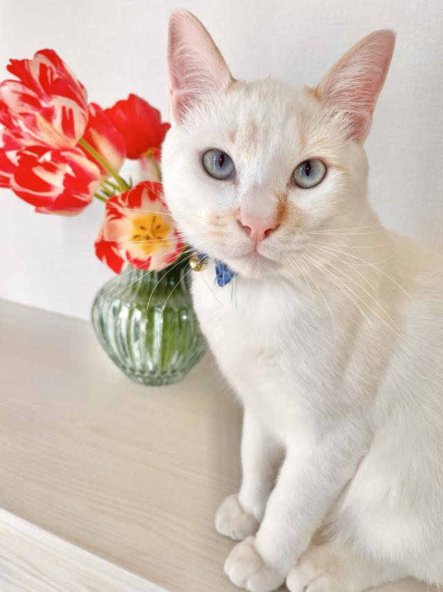 シロちゃん