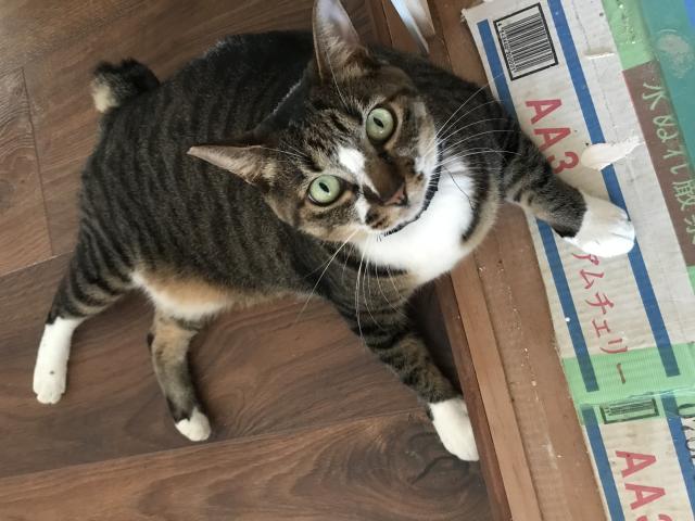 ミミ
