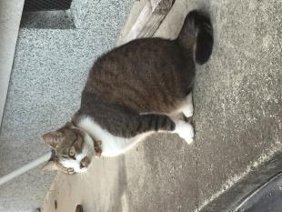 シャビ
