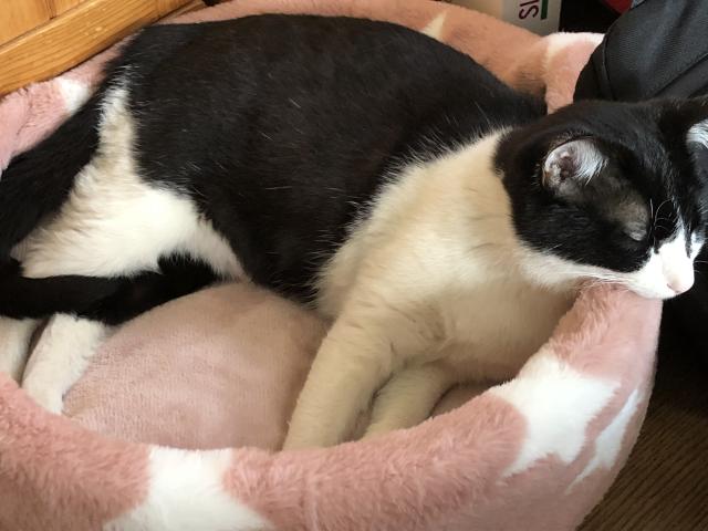 おーちゃん