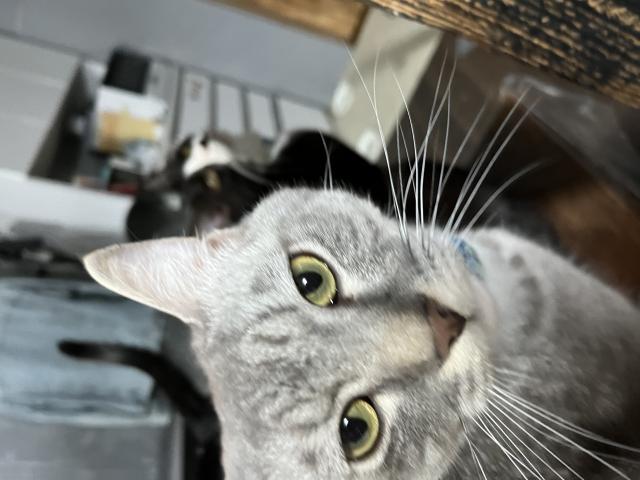 きなこ