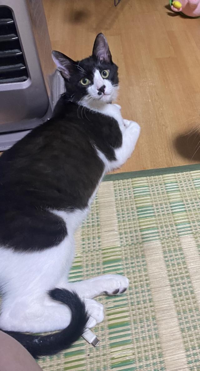 ちょび