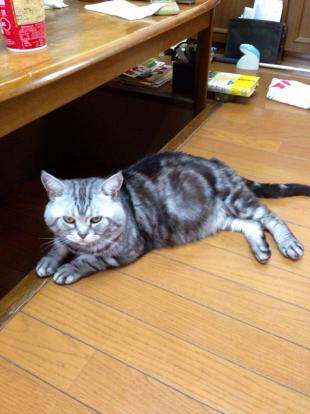 キラ