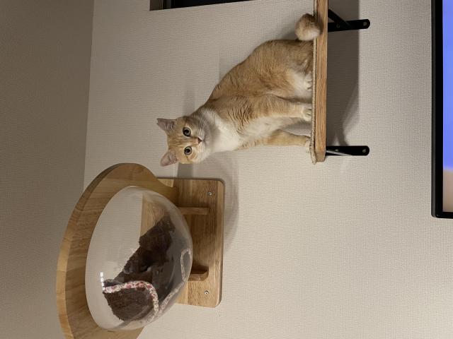 モモ