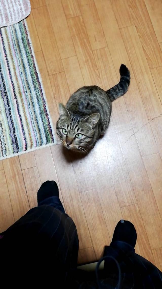 レイ