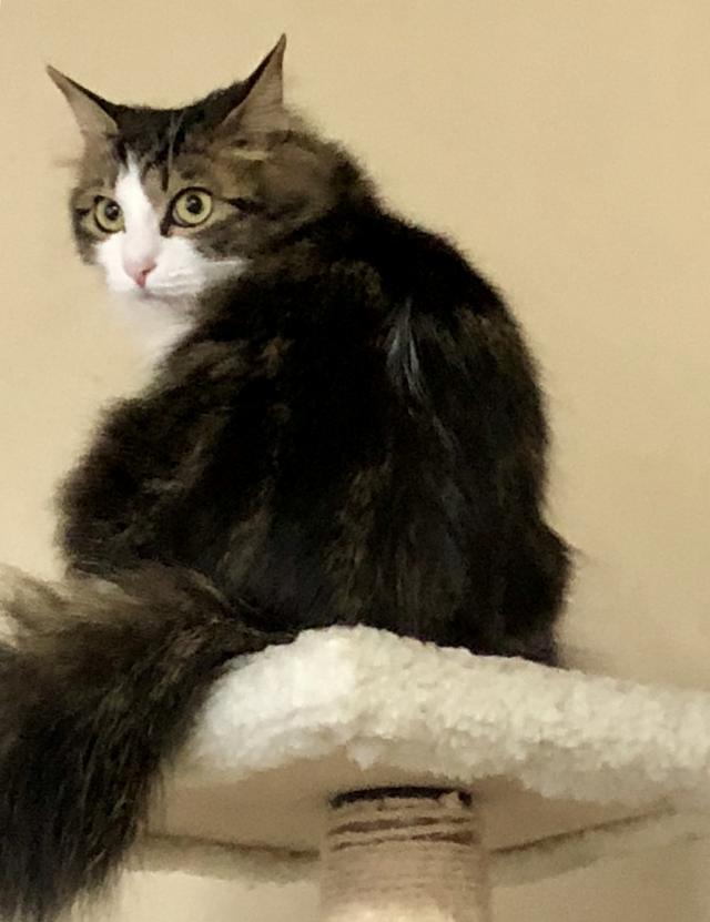チュナ